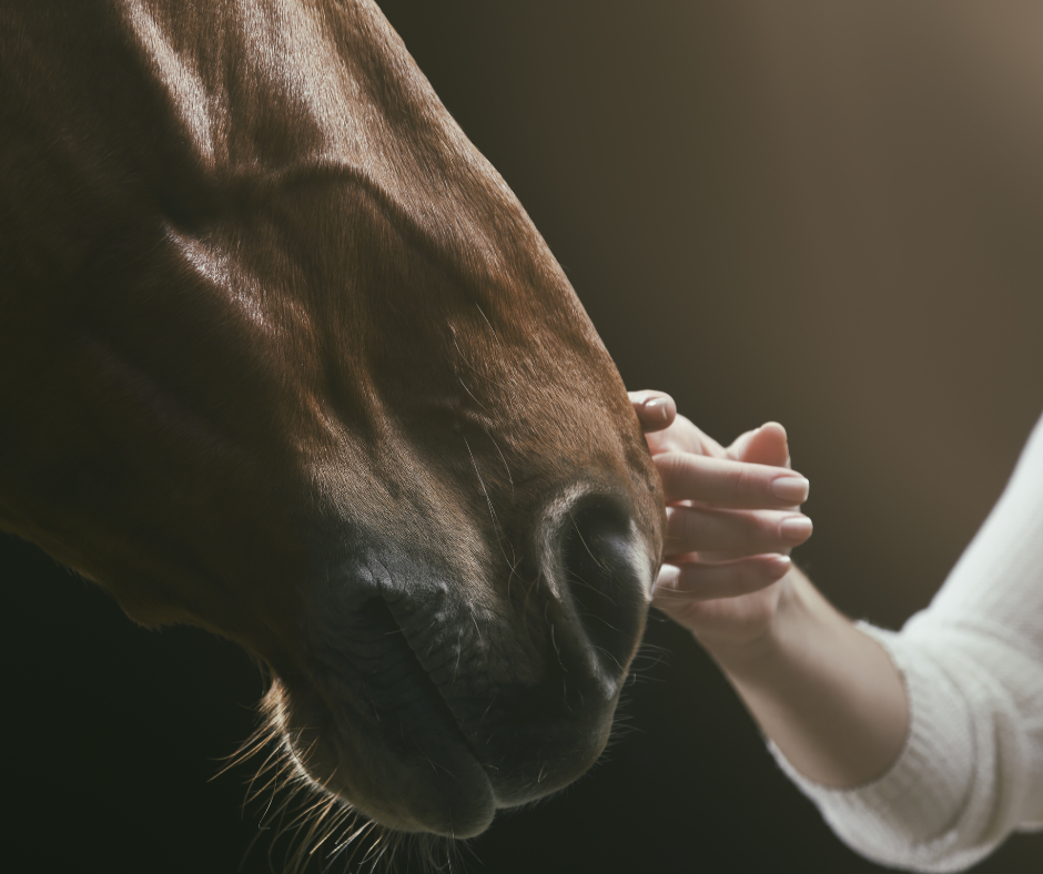 Karaktermatch met jouw droompaard